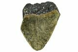 Partial, Fossil Megalodon Tooth - North Carolina #363757-1